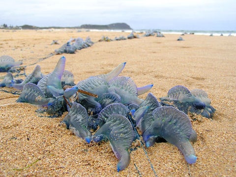 In Australia, bluebottle jellyfish invade in striking numbers Sailing ashore on blustery northeast winds, vast armadas of half-foot-long bluebottle jellyfish took Australia´s Gold Coast beaches by storm this year. The smaller, electric-blue cousin of the Portuguese man-o´-war (both species are technically polyps) commonly blows in to southern beaches during the summer months--November to February, Down Under--in dense packs. (This flotilla was photographed on Terrigal Beach in New South Wales.) But seldom have they arrived in such nettlesome droves: In a single January weekend, Queensland lifeguards treated 600 stings, a stunning increase over the 476 stings recorded for that entire month in 2006 (though painful, stings are almost never deadly). It´s unclear whether there has been a population spike among the sail-shaped, gelatinous invertebrates or if the wind patterns are simply bringing more of them ashore, says Lisa-Ann Gershwin, a jellyfish expert at James Cook University in Queensland. â€They live way out in the central gyres in the middle of the great oceans,â€ she explains, â€but so far nobody´s bothered to go out there and count them.â€