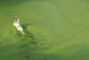 Dog swims through an algae bloom in North Carolina.