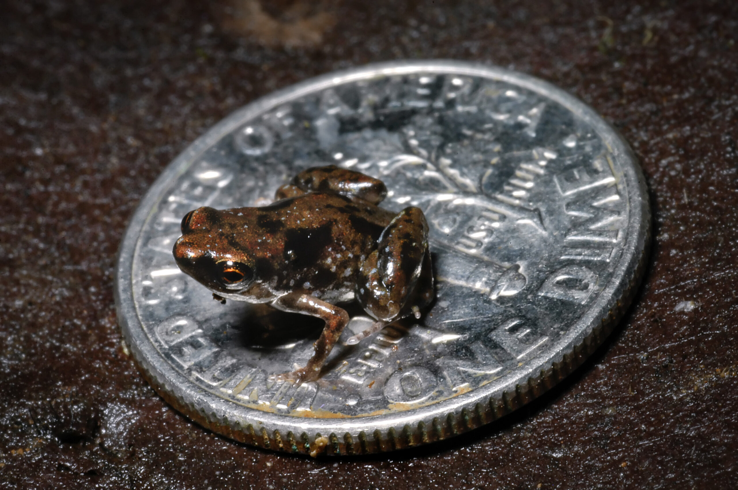 This Newly Discovered Frog Is the World’s Smallest Vertebrate