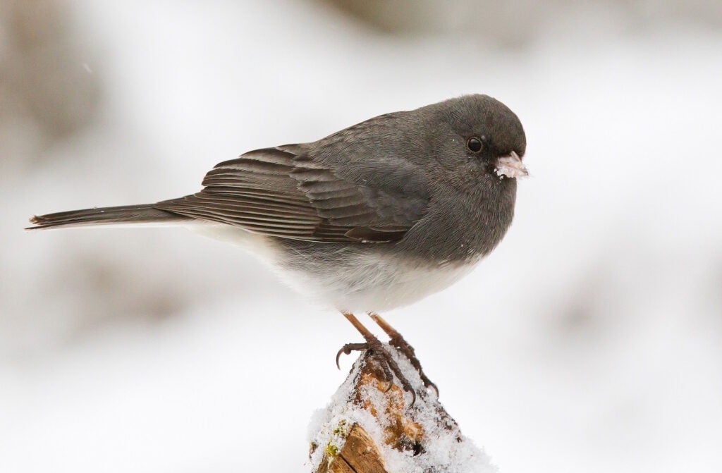 The dark-eyed junco, another species studied by McGrann.
