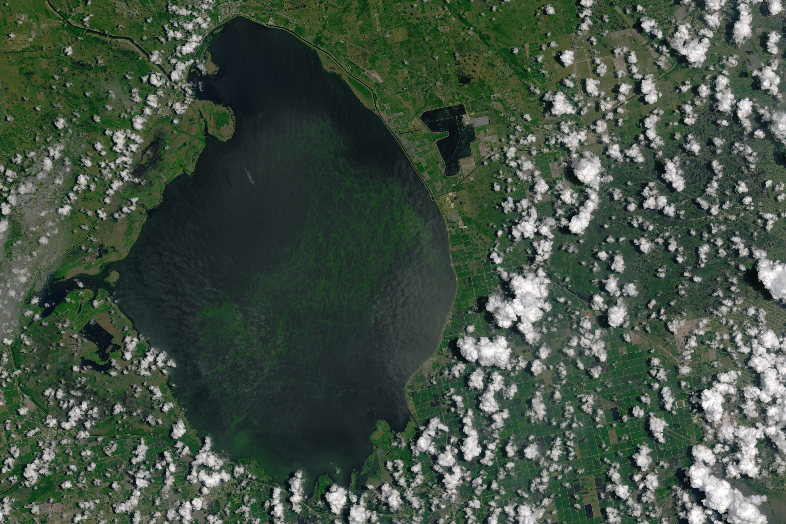 New Satellite Images Show Extent Of Florida Algal Bloom