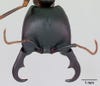 dorylus kohli black ant in 3d