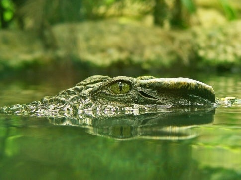 Alligators and crocodiles are perhaps the most obvious candidates for a family tree with short branches leading back to the long-dead. They are birds' nearest living relatives, who are the most direct descendents of dinosaurs. While their basic body shape has stayed virtually unchanged over millions of years, their skulls and vertebrae have evolved to make them stronger and more agile in their present-day form. Today, there are 23 species of alligators and crocodiles, so they can hardly be held to a strict interpretation of the living fossil ideal. They are instead included because they are the only reptilian survivors of the <em>Archosauria</em> group, home to the dinosaurs.