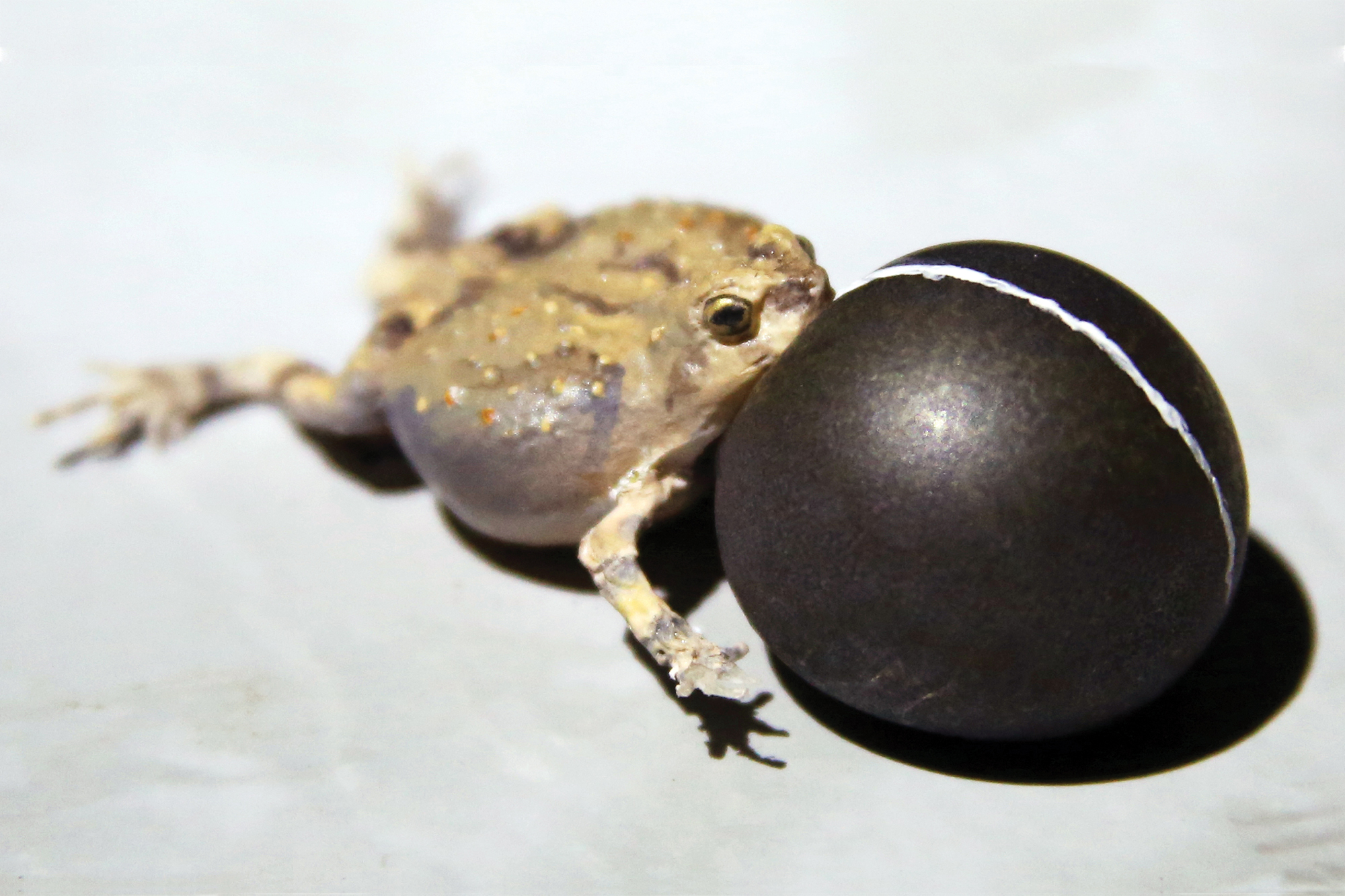 This Fake Robot Frog Is Key For Field Research