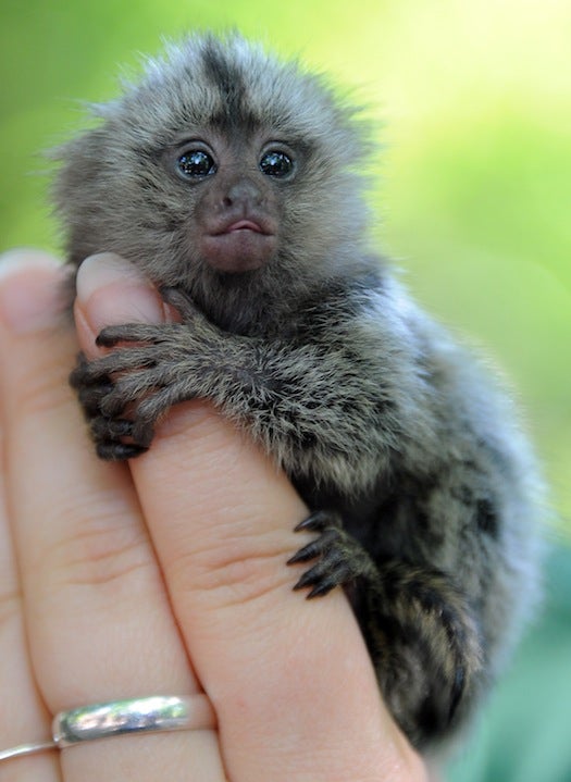 This is the best marmoset. Of all of the marmosets. And probably all of the animals, period.