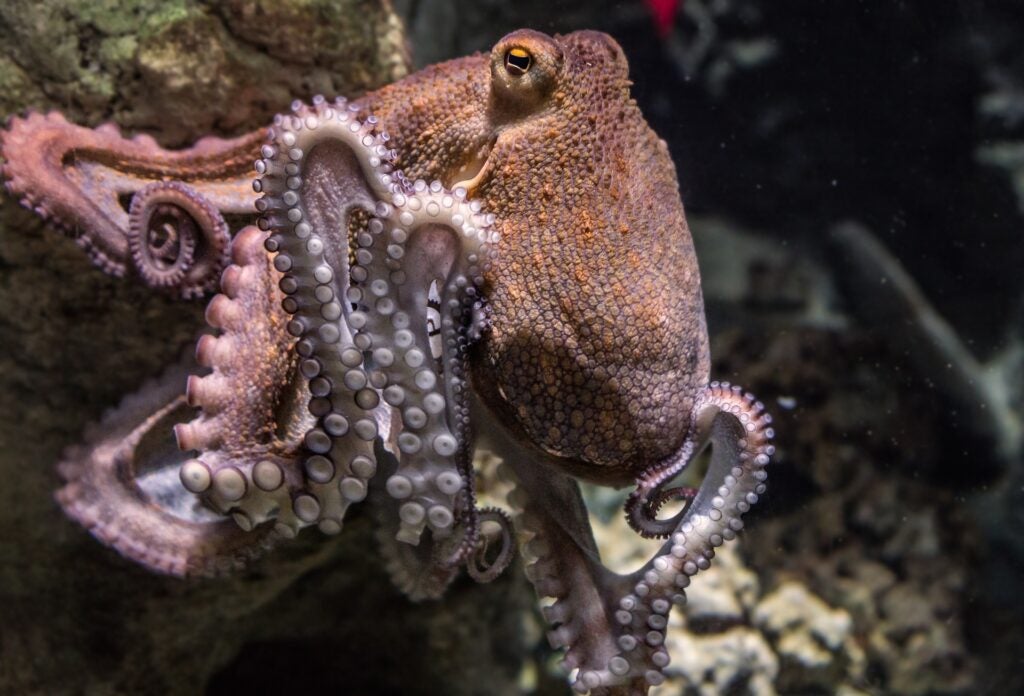 octopus on rock