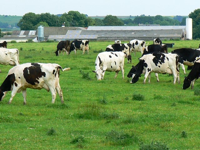 Using Big Data and Genomics to Create the Ultimate Dairy Cow