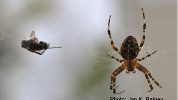 Artificial Spider Silk Might Be Better, and Easier, Than Milking Spiders