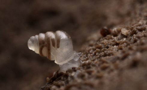 Unlike many of its relatives, the domed land snail has no need for pigment. It lives in the deep, dark caves 3,000 below the surface in Croatia, and many of the creatures there don't even have eyes because the darkness is so complete. Even by a snail's standards the domed land snail moves slowly, often only a few centimeters per week. But the shape of its shell differs from those of other snails; its shell is longer and more dome-like, especially towards its tip.