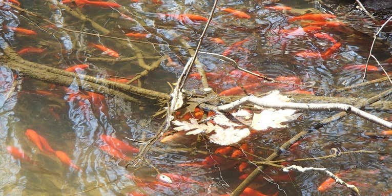 Whatever you do, don’t set your pet goldfish free in a stream