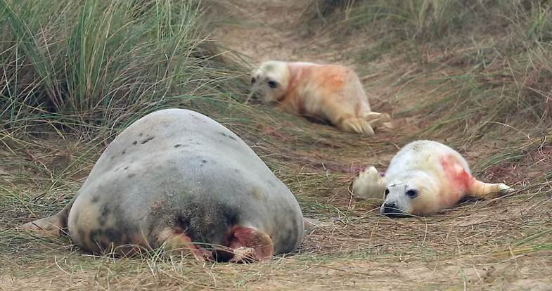 Wild Seal Pup Twins, The Solar Eclipse Seen From Space, And Other Amazing Images Of The Week