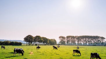 cows in field 