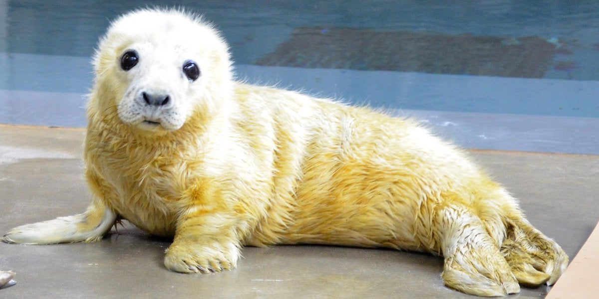 gray seal pup