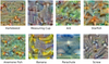 This is what Google's neural network thinks animals and objects look like.