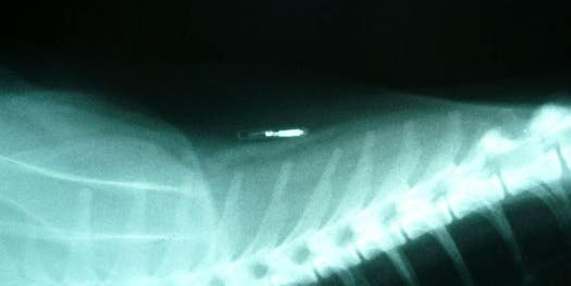 One Quarter of Germans Would Embrace an Implantable Microchip