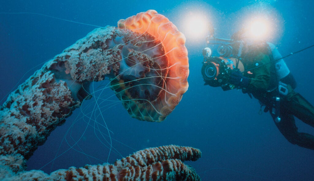 Off the coast of California, a diver photographs a black sea nettle (<em>Chrysaora achlyos</em>), which appears orange here because of the camera's light.