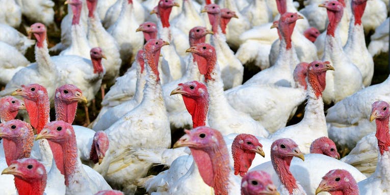 Turkey poop could help save us from ourselves