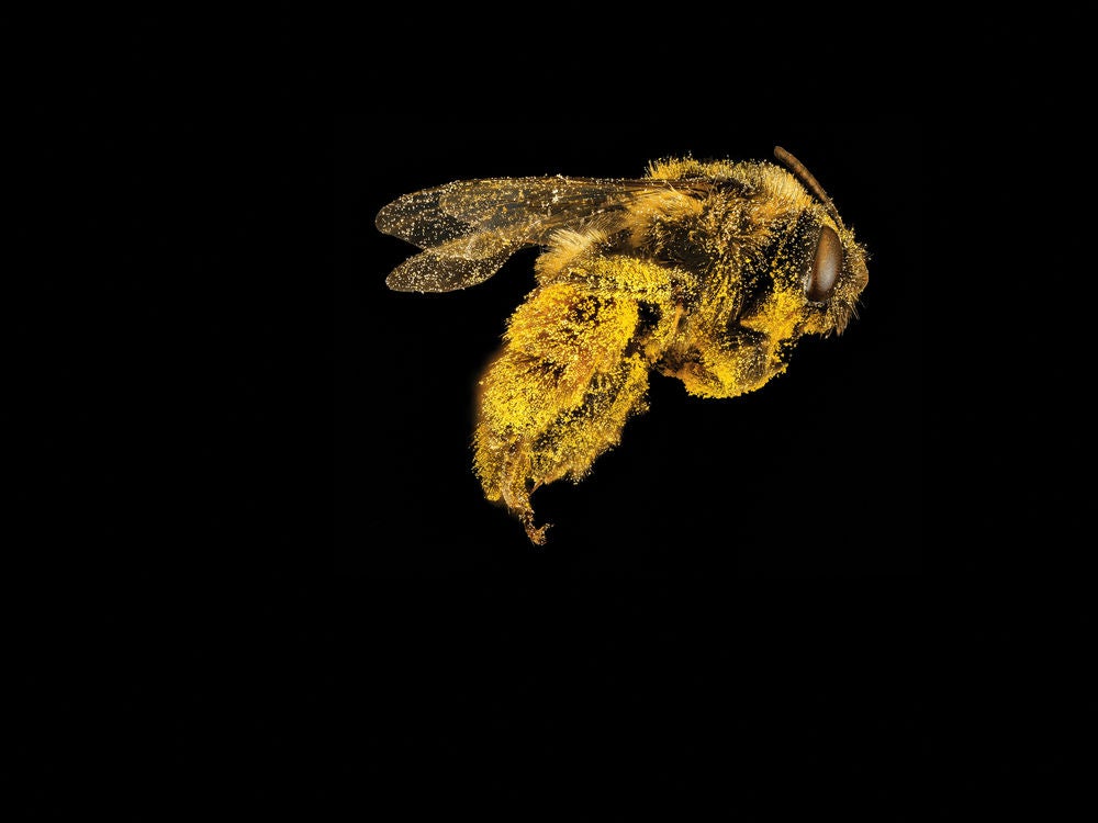 futuristic bees