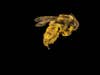 futuristic bees