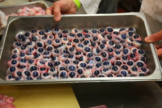 Gene Rurka shows off some of the eyeballs that he is going to serve at the Explorers Club Annual Dinner.