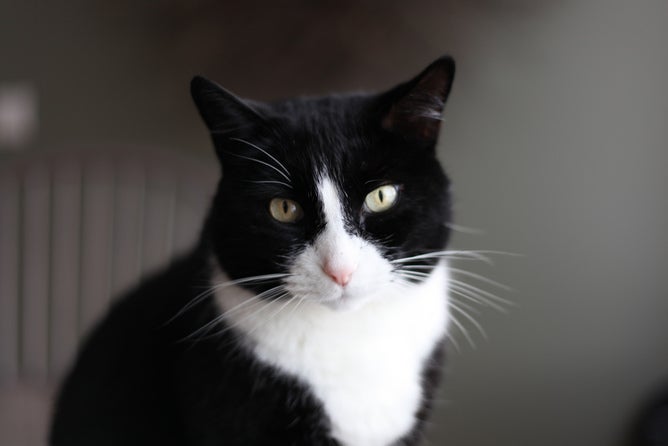 Why Some Cats Look Like They Are Wearing Tuxedos | Popular Science
