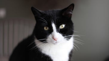 Why Some Cats Look Like They Are Wearing Tuxedos