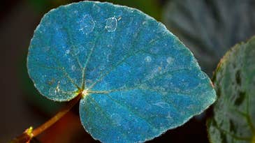 Iridescent Leaves Take Advantage Of Quantum Mechanics To Thrive In The Shade