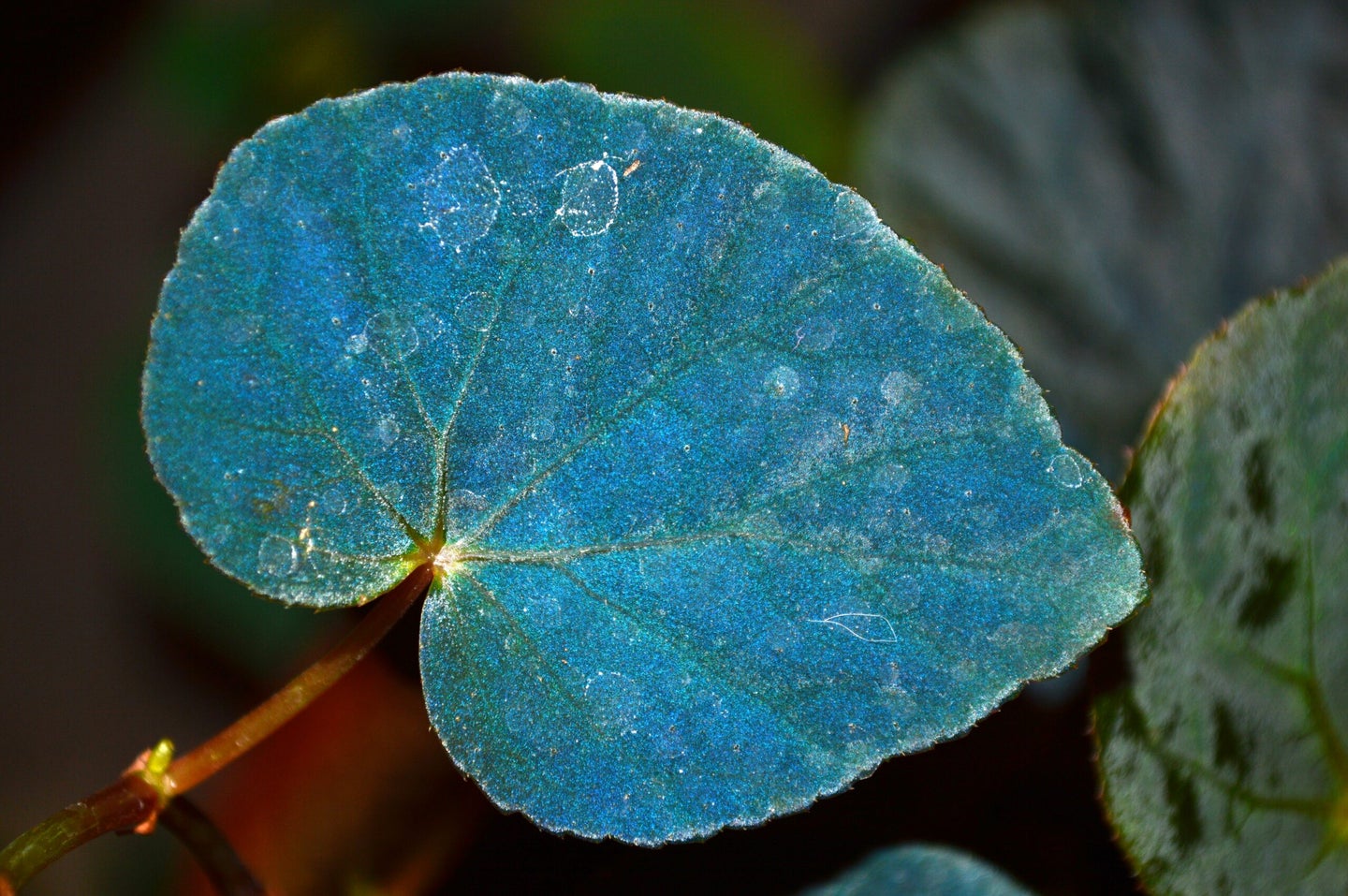 begonia pavonina leaf