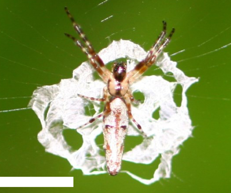 This Spider Disguises Itself As Bird Poo To Avoid Getting Eaten