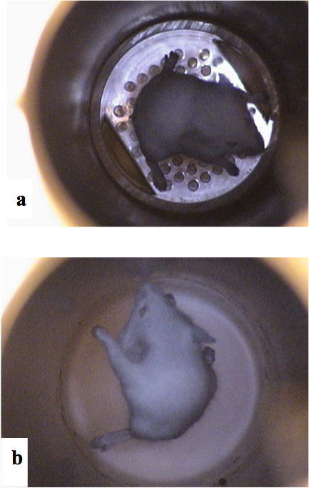 Note to the researchers: next time you levitate a mouse, don't photograph it from above