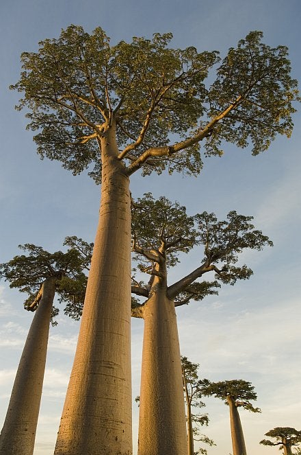 These baobab trees, native to Africa and Australia, are an important part of the Madagascar deciduous forest. Some baobabs are believed to be thousands of years old, but since the wood does not create annual growth rings, it is difficult to track their growth. The trees are a hardy breed though, with some Madagascar species growing directly out of limestone rock.