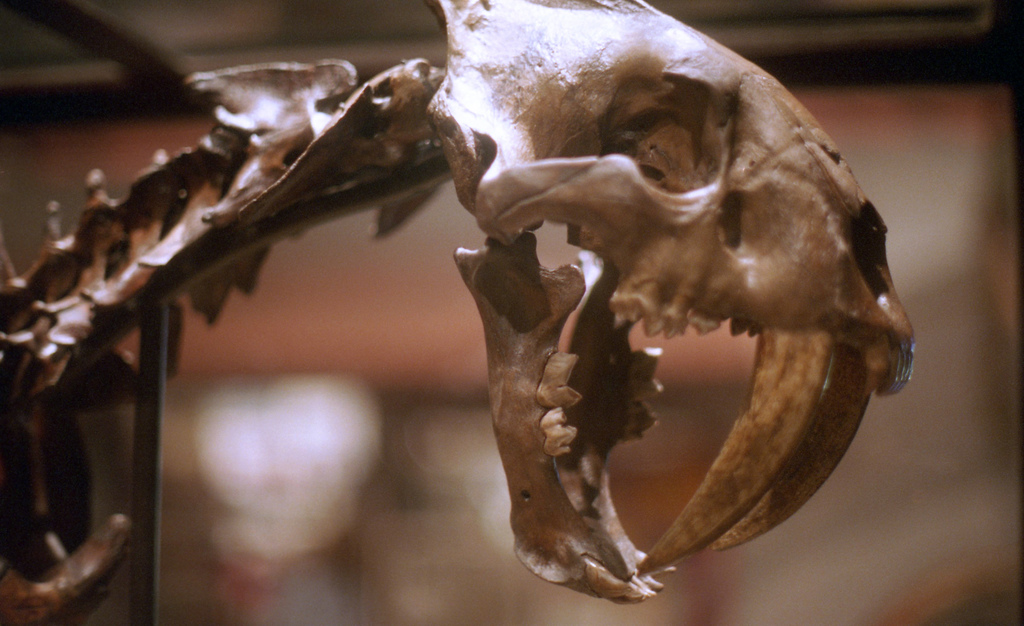 Life in Los Angeles was brutal for saber-toothed cats
