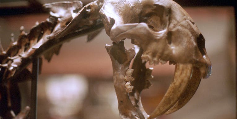 Life in Los Angeles was brutal for saber-toothed cats