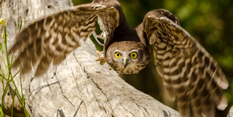 Coating Inspired By Owl Wings Quiets Wind Turbines