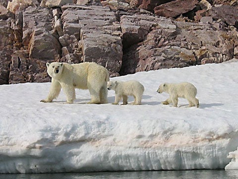 <strong>The Polar Bear</strong><br />
The U.S. Fish and and Wildlife Service will decide this month whether to give polar bears protection under the Endangered Species Act. The U.S. Geological Survey recently announced that, with the continued melting of Arctic ice and loss of habitat, two thirds of the world's polar bears could be gone in 50 years.--Kate Pickert