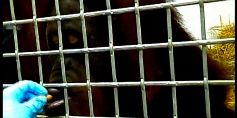 Watch This Orangutan Make Sounds That Resemble Human Speech
