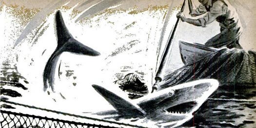 Archive Gallery: Man vs. Shark