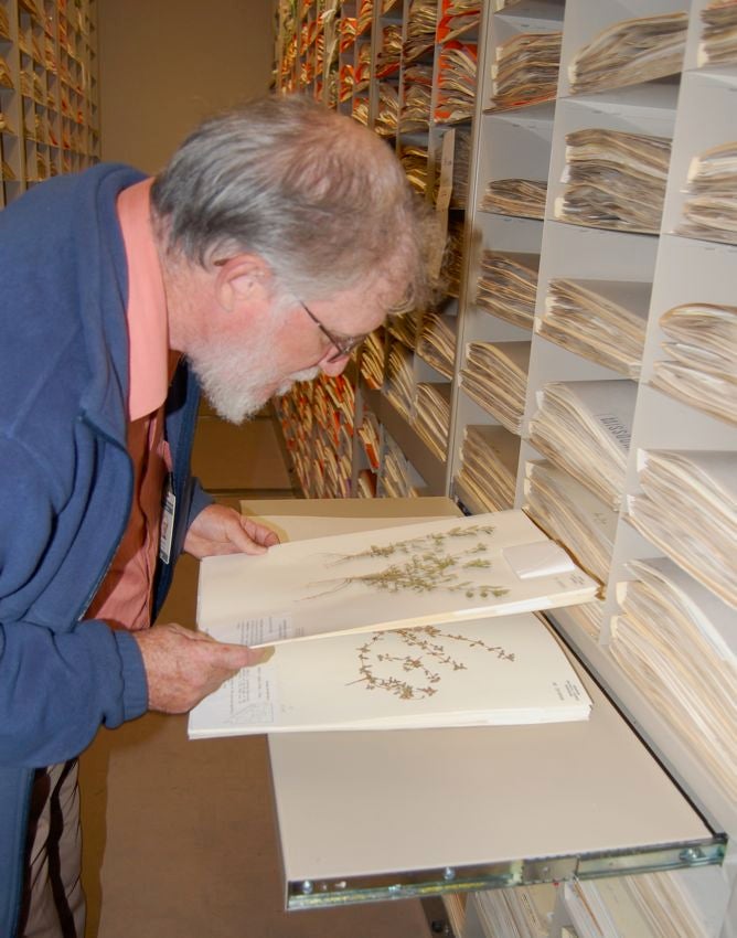 Jim Solomon examines some violets collected from Spain by the German botanist Wilhelm Becker.