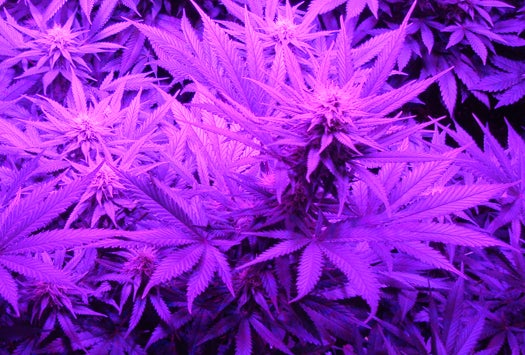 Medical marijuana grown using LED growlights.