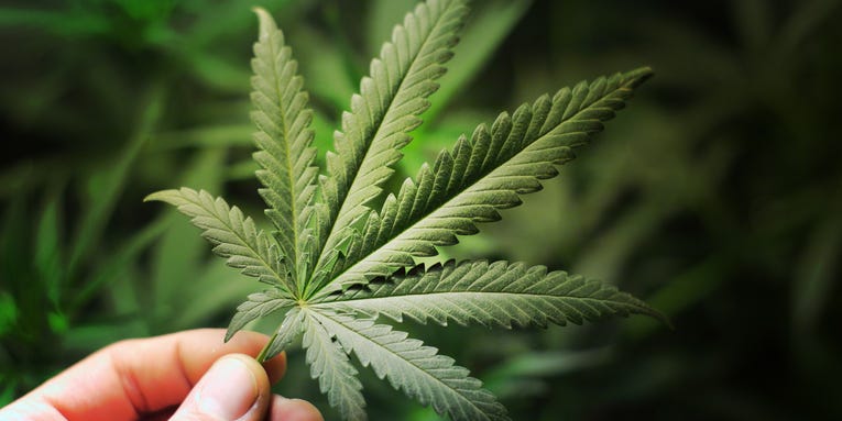 We may finally know why marijuana helps people with chronic gut problems