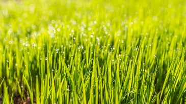 How to create a perfectly imperfect lawn