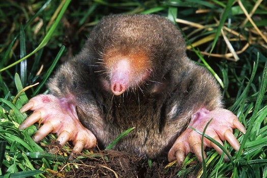 Study Shows That Moles Can Smell In Stereo