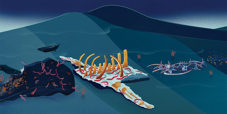 How whale corpses feed ocean floors