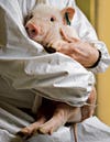 A researcher holds one of the pigs that may further our understanding of Alzheimer's disease.