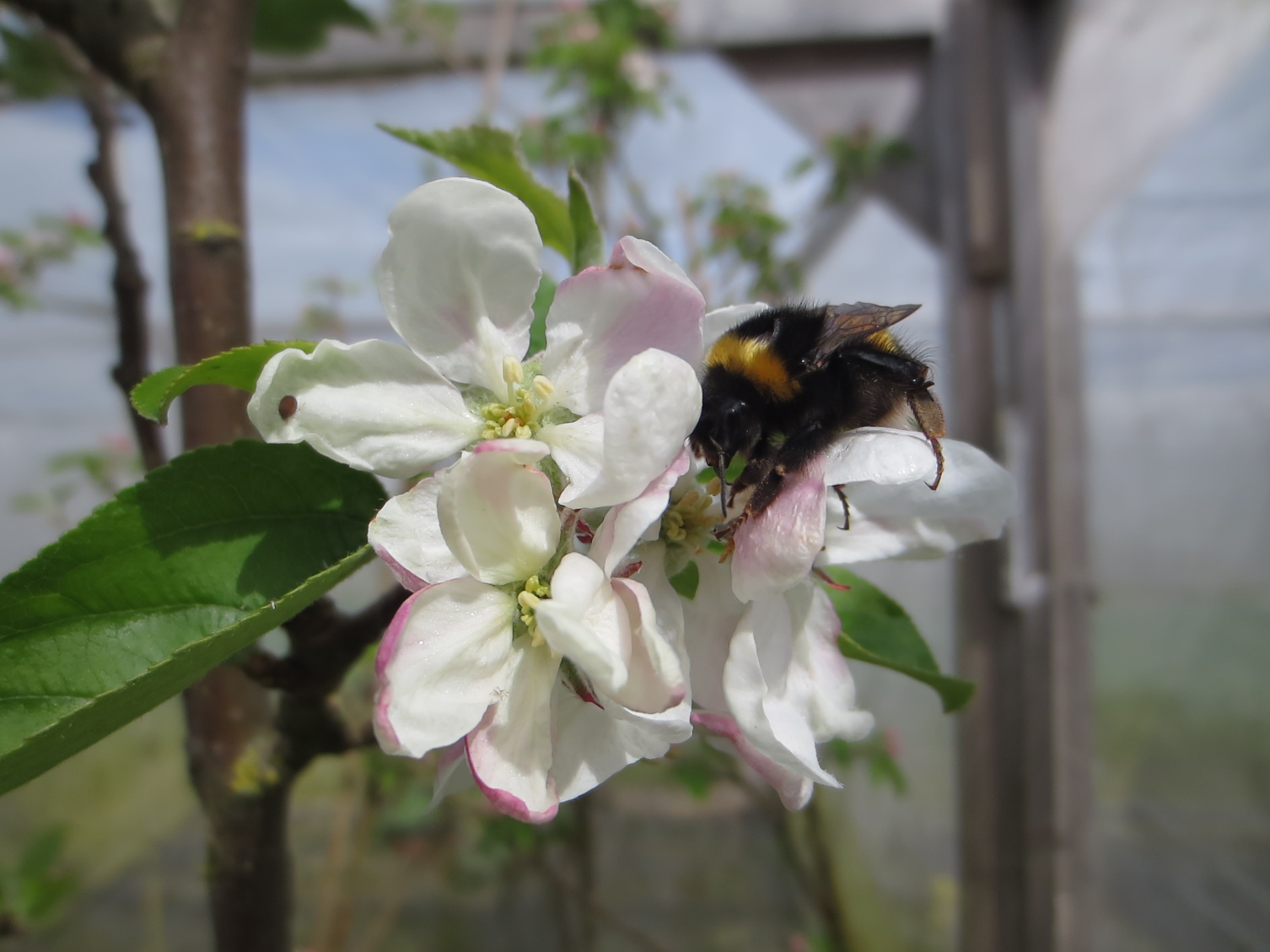 Neonicotinoid Pesticides Make Bees Worse Pollinators