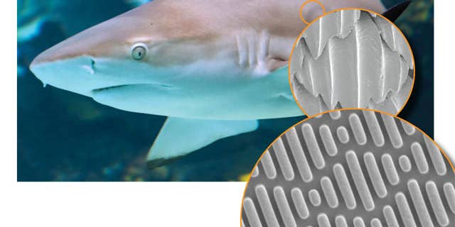 A Material Based on Sharkskin Stops Bacterial Breakouts