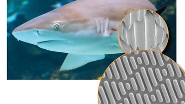 A Material Based on Sharkskin Stops Bacterial Breakouts