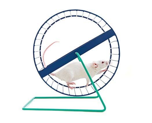 Studio shot of white mouse in exercise wheel