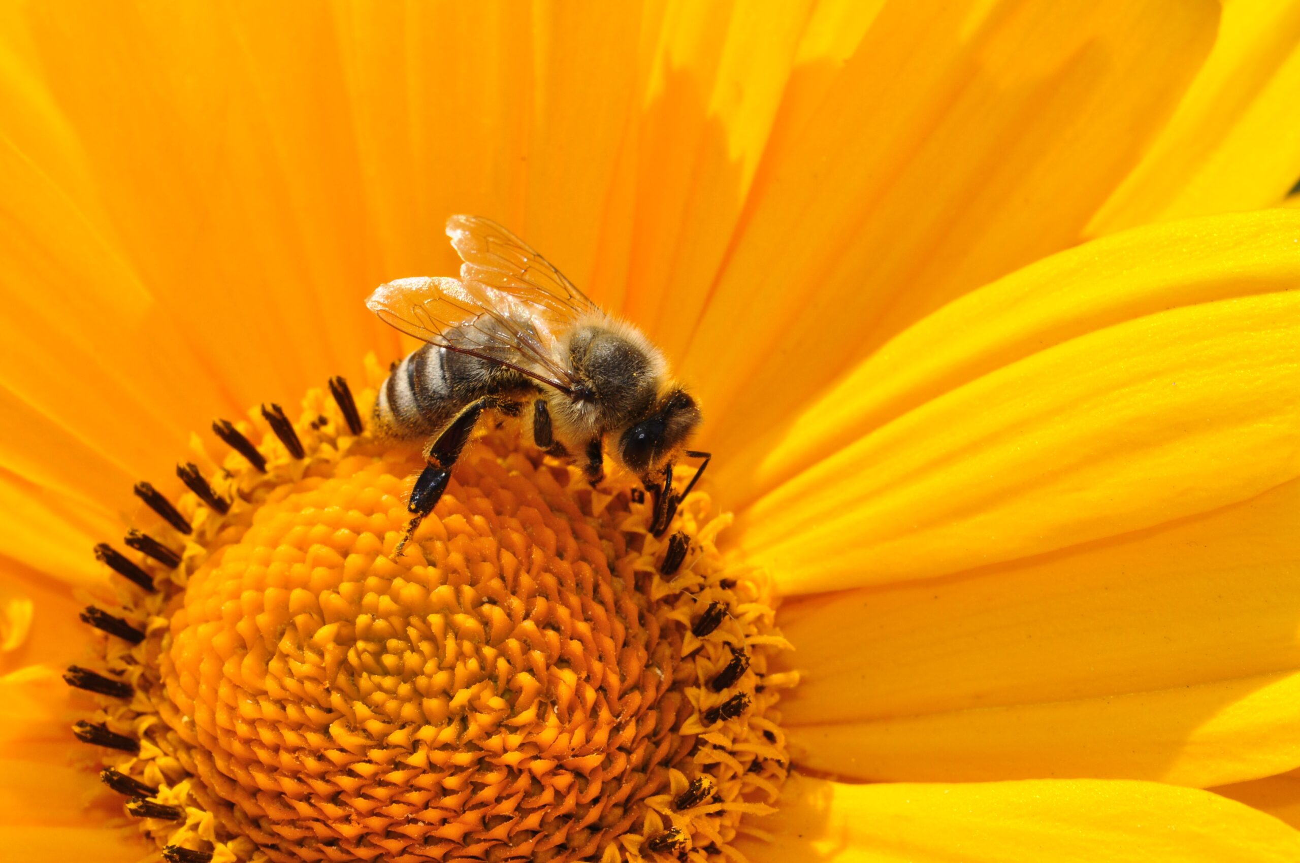 Bees deal with darkness the same way humans do