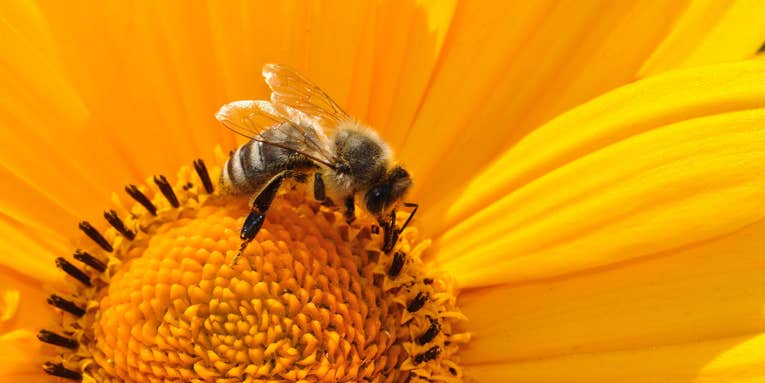 Bees deal with darkness the same way humans do